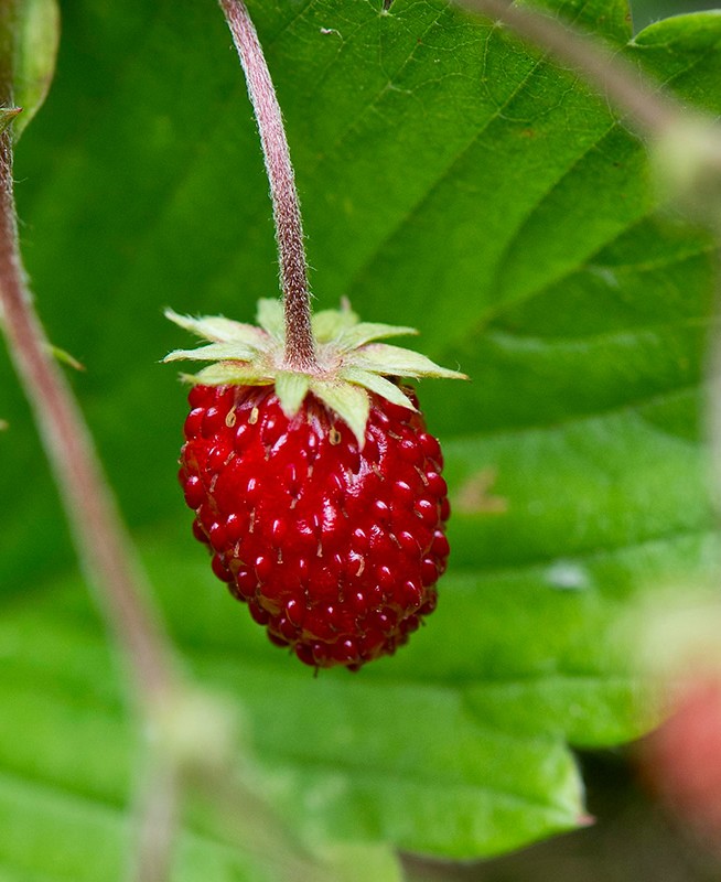 Walderdbeere