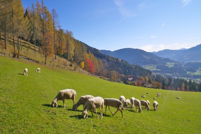 Vorbei an grünen Wiesen mit weidenden Schafen